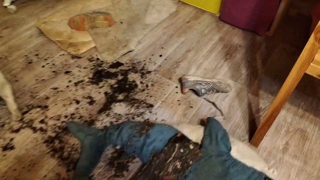 ? Французский бульдог Бенни устроил погром. смотреть онлайн