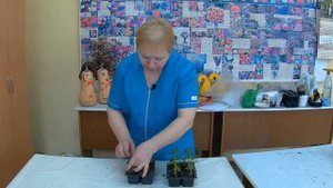 Прищипка Львиного зева. Как получить пышные растения львиного зева.