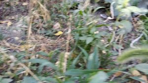 Дикий амарант - щирица