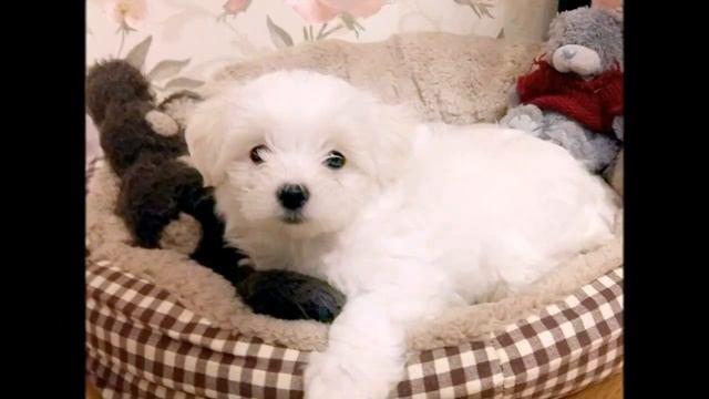 МАЛЬТИЙСКАЯ БОЛОНКА -МАЛЬТЕЗЕ смотреть онлайн