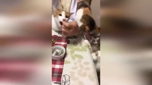 Коты 2023 смешные котики. Новые приколы с котами до слез. Я СМЕЯЛСЯ ЧАС ,ЗАСМЕЯЛСЯ ПРОИГРАЛ