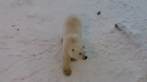 Белый медведь чуть не напал на рабочего
