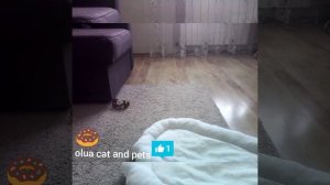 Скрытая камера за моей собакой 2|olua pets