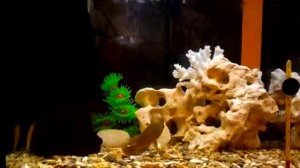 Аквариум на 25 литров