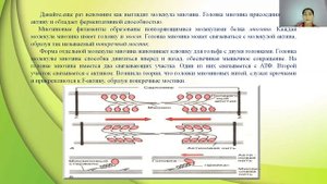 4 четверть, 10 класс, Биология, Механизм сокращения мышечного волокна  Т система мышечного волокна