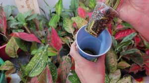 Полив или перелив аглаонем!!!#аглаонема #aglaonema # растения #растения почтой # полив #перелив