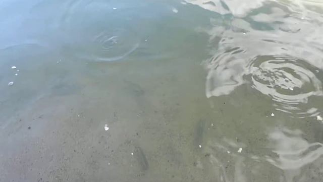 Рыбки. Святозеро