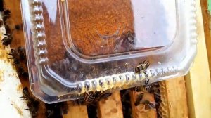 Перга пчёлам весной.Как применяю и храню.