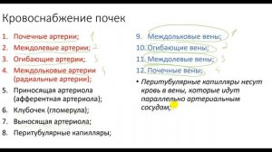 Физиология. Глава 6. Почки. Функции и строение почек