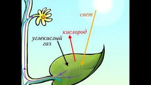 § 13 Минеральное питание растений и значение воды
