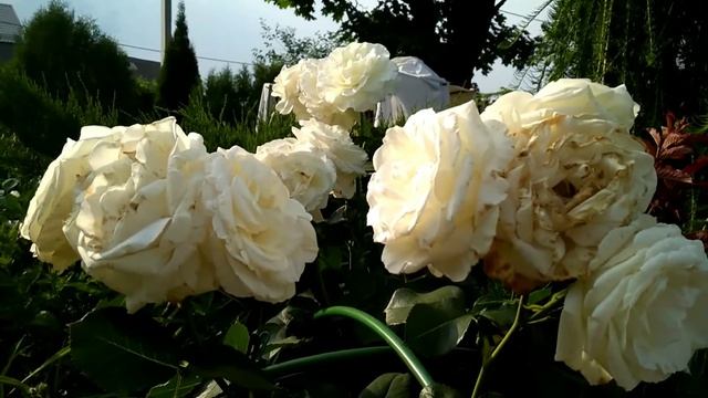 Роза Высоцкого белая/ Вен роза Вайт, самая роскошная роза. Сезон 2021 смотреть онлайн