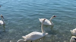 Евпатория пляж на набережной Терешковой 19 июня 2024 🦢🦢🦢🦢