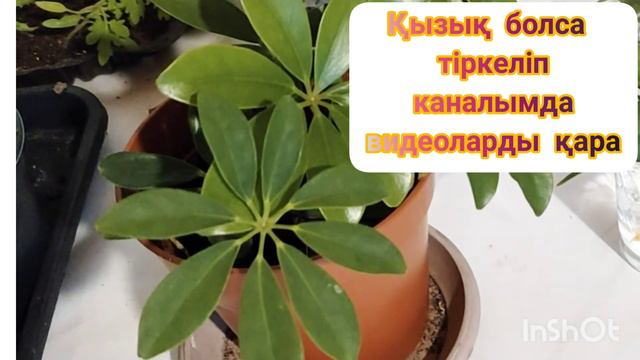 Очень Просто Выращивать Ухаживать. Мои Цветы.