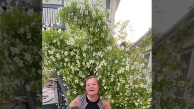 Что садить у входа в дом? Магия растений. #бабушкиныистории от Софии Агачер смотреть онлайн