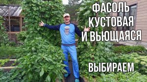 Фасоль кустовая и вьющаяся