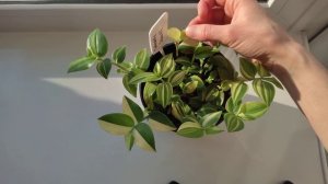 Традесканция Yellow hill краткий обзор