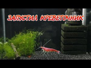 ЗАПУСТИЛ КРЕВЕТОЧНИК. КРЕВЕТКА ЧЕРРИ.