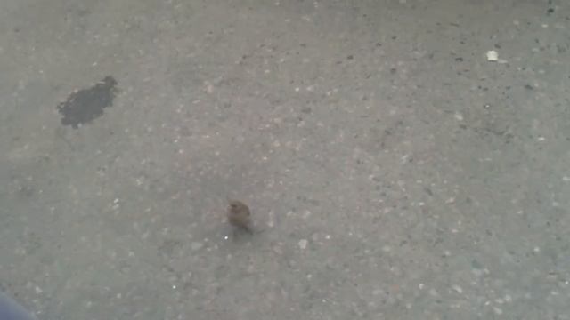 Очень голодный воробей в Казани смотреть онлайн