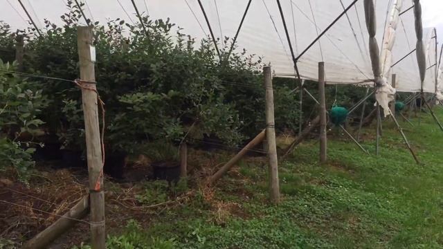 Как прошла рабочая неделя. Рвём траву на голубике. Работа в Шотландии смотреть онлайн