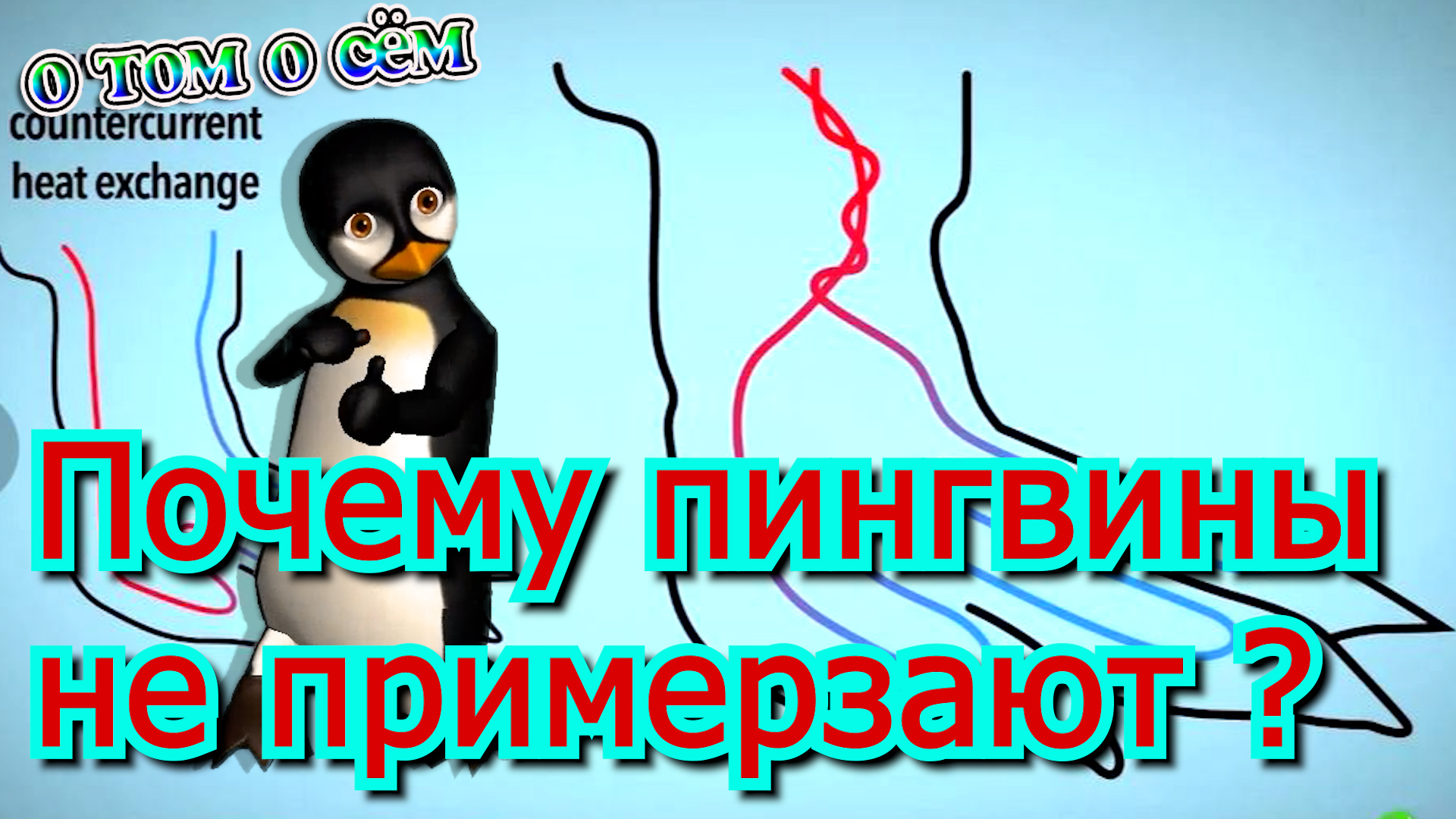Почему пингвины не примерзают