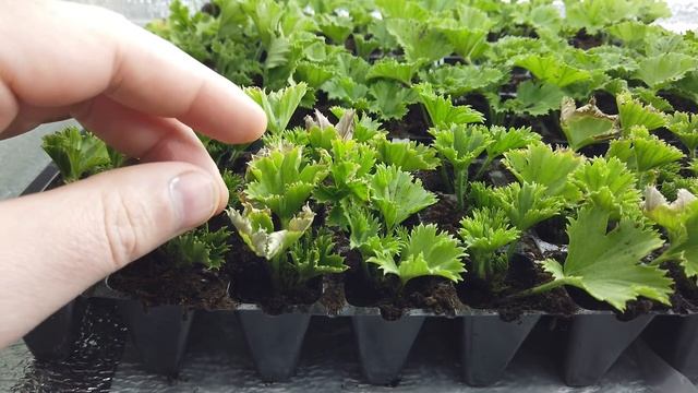 Укоренил ПЕЛАРГОНИЮ в Доме, ПОД ЛАМПАМИ. смотреть онлайн