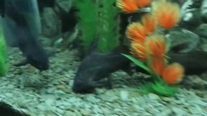 Синодонтис перевертыш,Синодонтис крапчатый и Окунь сиамский