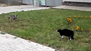 Бешеный бойцовский кот против собаки