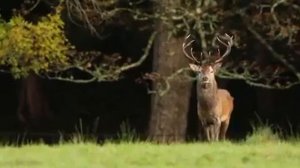 Native Irish Red Stags Roar Out to Each Other