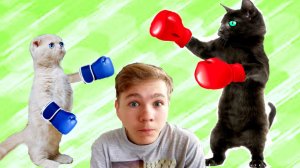 Чтобы ВЫЖИТЬ! Маленький Котёнок СРАЗИТСЯ! с ЧЁРНОЙ Кошкой!