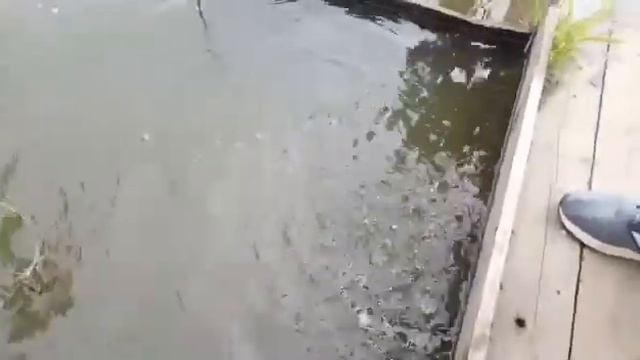 Обратно в родные просторы 9-го водоёма РК"ФИШКА"ПЕТРЯИХА смотреть онлайн