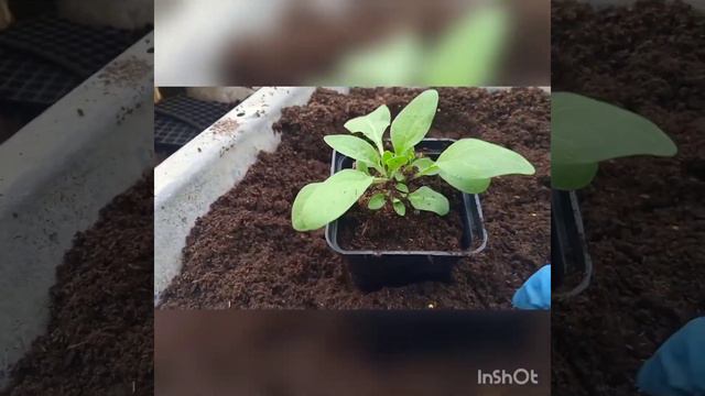 пришлось переехать в холодную теплицу 😒09.03.23.перевалка петунии, развивается хорошо 22.03.23 смотреть онлайн