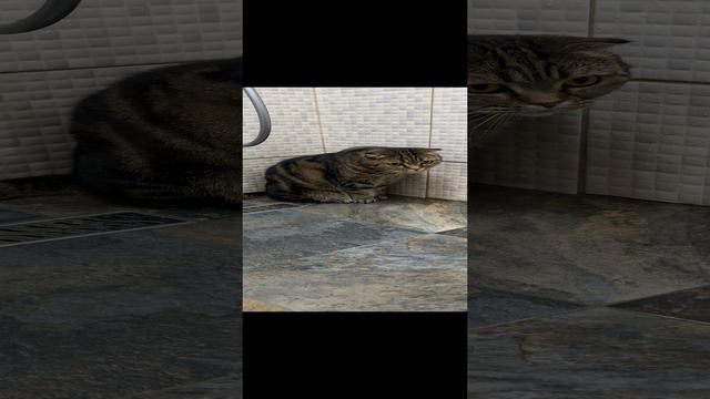 ЧЕССИ🐯ХОЧУ ПРИНЯТЬ УТРЕННИЙ ДУШ🧩