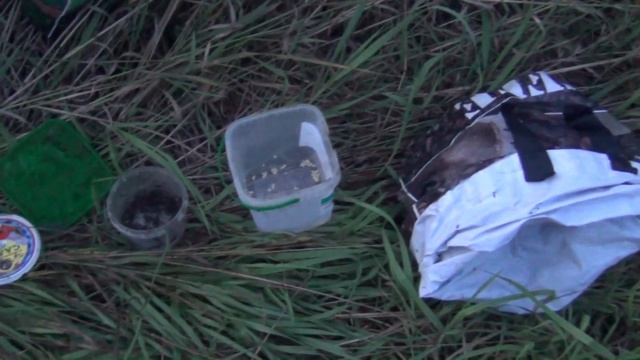 Как ловить рыбу в сплошном тростнике и что там ловится... смотреть онлайн