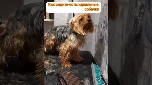стрижка йорка