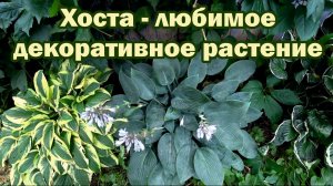 Выращивание хосты в саду