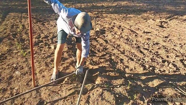 РАЗМЕТКА ИЛИ ПОСАДКА РАСТЕНИЙ В ШАХМАТНОМ ПОРЯДКЕ