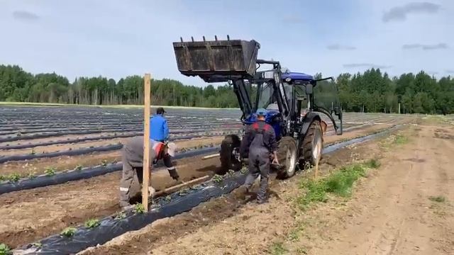 Установка виноградных столбов в п. Вырица Ленинградская область смотреть онлайн