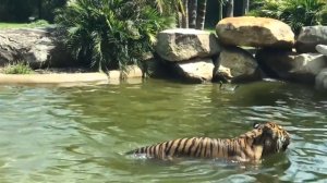 Утка троллит тигра в австралийском зоопарке