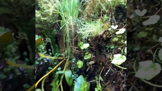 Флорариум для влаголюбивых орхидей смотреть онлайн