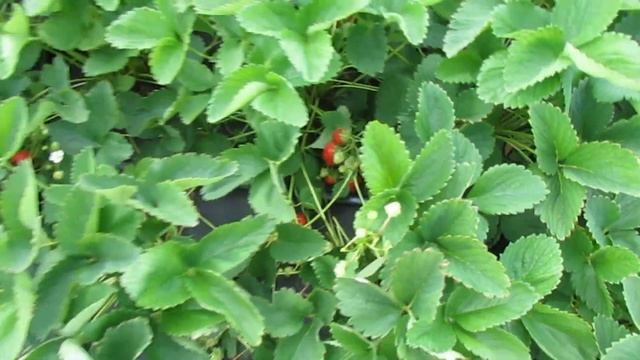 Дача, лето, клубника смотреть онлайн