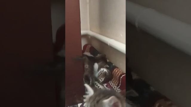 Котёнки #рекомендации #актив #funny #рофл смотреть онлайн