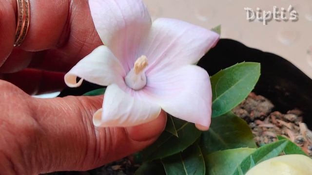 how to take care of #balloon flowers plant #platycodon grandiflorus..#uniqueflowers plant