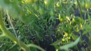 Томат перцевидный