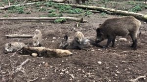 Wildschweine/Wild Boar #autumn#herbst#animals #tiere #wildboar #wildschweine #germany#pig