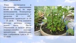 Размножение хризантем.