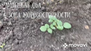 Осеннее черенкование роз слепыми побегами???#garden ,#розы ,#розывсаду ,#черенкованиероз