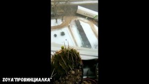 Зимостойкий кактус/ Кактус для цветника/ Опунция Каманчаская/ #кактус #опунция #pricklypear #cactus