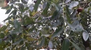 УДИВИТЕЛЬНЫЙ ПЛОД   -   ЗИЗИФУС!!!