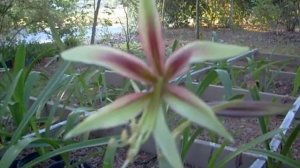 Lima Amaryllis Bulb Hippeastrum