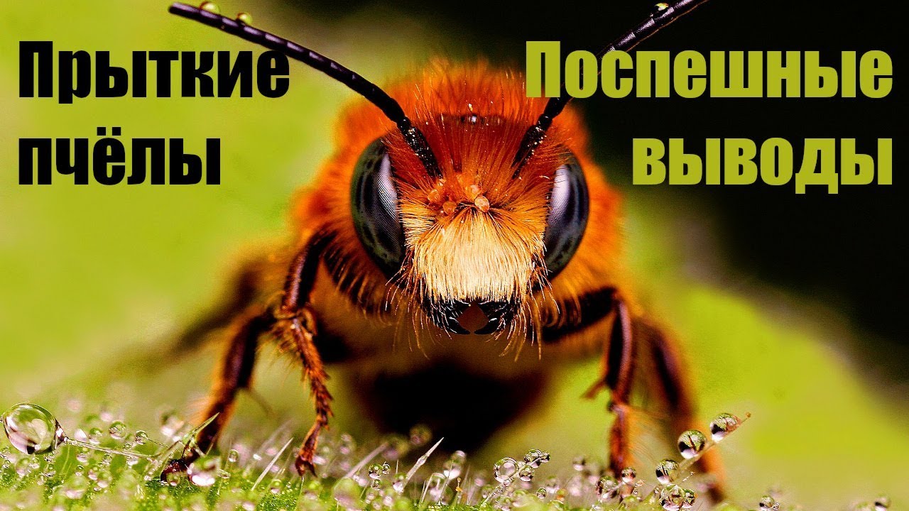 Прыткие пчёлы или поспешные выводы (Момент Творения)